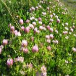 images/Images_Dryland_Pasture/prima_gland_clover.jpg