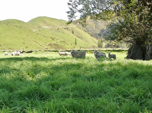 Dairy Sheep beef horses