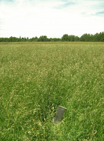 Dairy Sheep beef horses 2