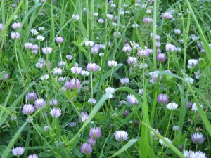 Prima Gland clover