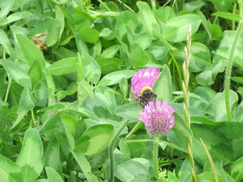 Rubitas Red Clover