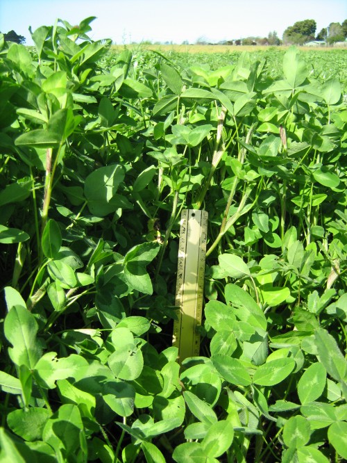 Rubitas Red Clover 1