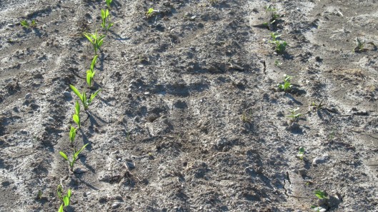 Sowing sunflowers with maize