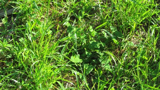 Sowing sunflowers with maize 1