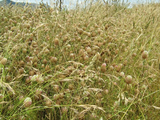 Top flowering annual clovers