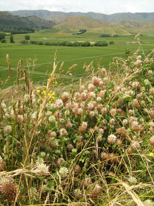 Top flowering annual clovers 2