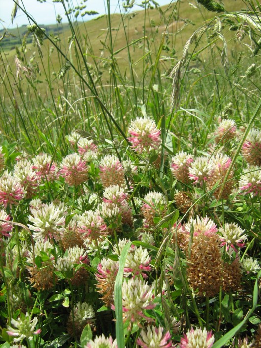 Top flowering annual clovers 3