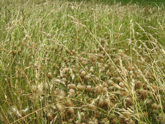 Top flowering annual clovers 6