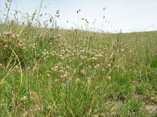 Top flowering annual clovers 7