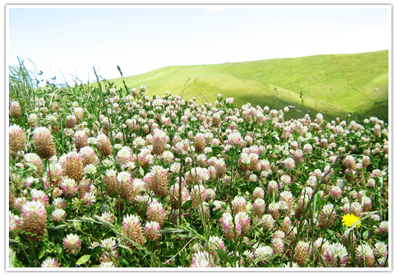 grass winter fescue and clovers