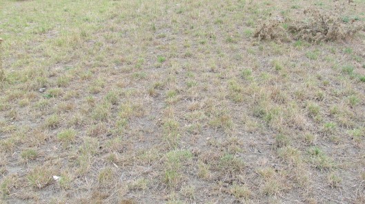 img 0515 uplands.529x0