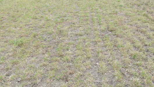 img 0516 megatas.529x0