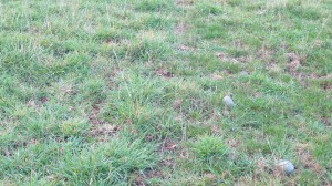 savvy aberdart.300x0