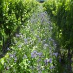 images/Vineyard_Menu_Page_Images/Vineyard_Seed_17.jpg