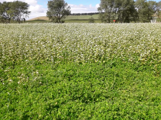 Cover crops news 2