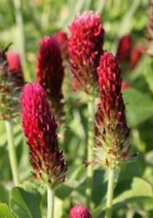Crimson Clover 3