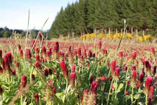 Crimson Clover NZ