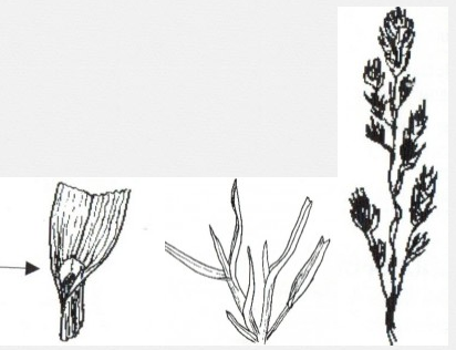 Screenshot 2018 12 04 KiwiSeed Ltd Spring 2012