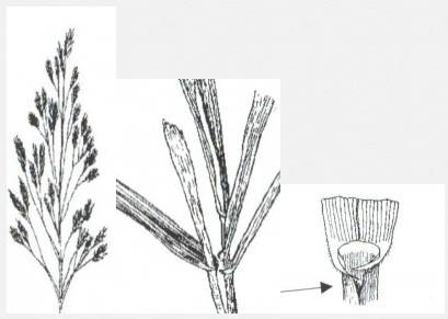 Screenshot 2018 12 04 KiwiSeed Ltd Spring 20121