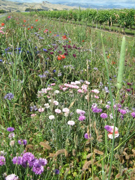 beneficial insect blends