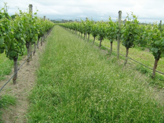 beneficial insect blends 3