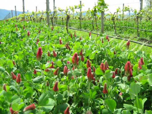 beneficial insect blends 4