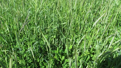 lusa and ryecorn.400x0